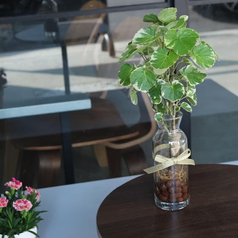 水培植栽│班葉圓葉福祿桐_室內植物 辦公室盆栽 店內布置
