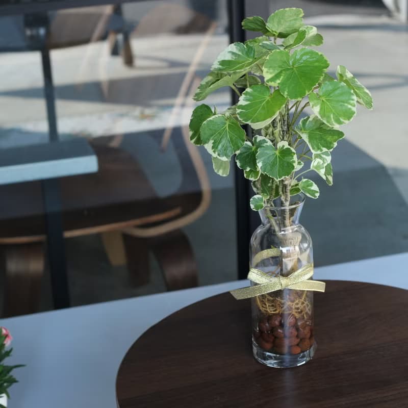 水培植栽│班葉圓葉福祿桐_室內植物 辦公室盆栽 店內布置