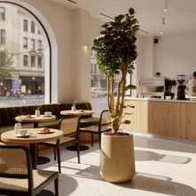 虹玉福祿桐 落地盆栽 大盆栽 拿鐵棕磨石子花盆 開幕送禮 喬遷禮