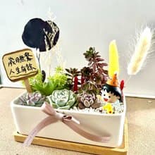 櫻桃小丸子ちびまる子ちゃん 日式 多肉組盆 多肉植物 生日小丸子