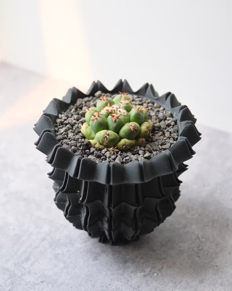 CBP008植木鉢 原創設計/3D列印/多肉塊根植物/盆器盆栽/送禮