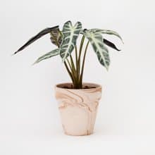 小仙女觀音蓮 | 室內盆栽 喬遷送禮 觀葉植物