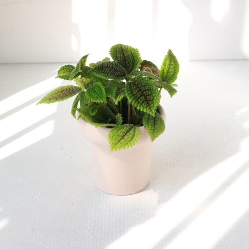 植栽 盆栽l 蝦蟆冷水花 冰淇淋杯陶盆 水晶透亮葉片  室內植物