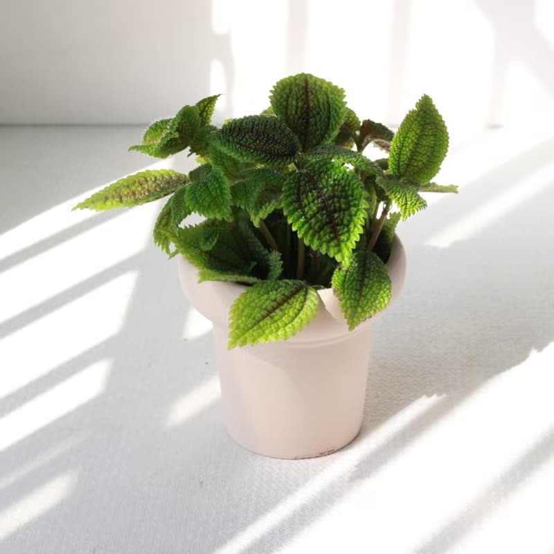 植栽 盆栽l 蝦蟆冷水花 冰淇淋杯陶盆 水晶透亮葉片  室內植物