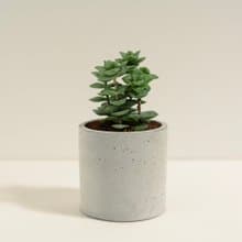 星王子│泥作系列│福所栽