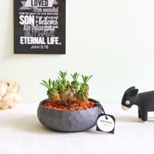 大戢科 / 峨眉山 • Black圓稜水泥盆栽 / 植栽