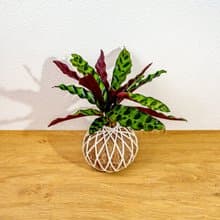 苔球植物 箭羽竹芋苔球 苔玉 禮物 送禮 桌上盆栽