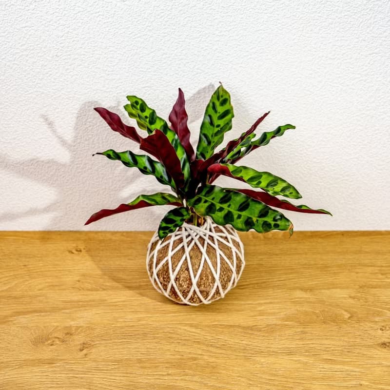 苔球植物 箭羽竹芋苔球 苔玉 禮物 送禮 桌上盆栽