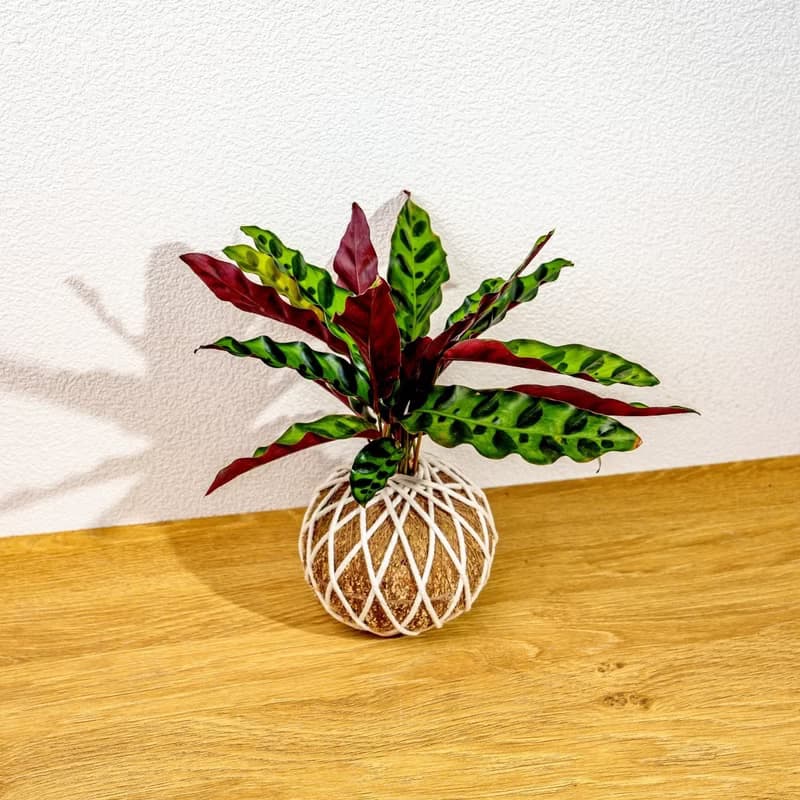 苔球植物 箭羽竹芋苔球 苔玉 禮物 送禮 桌上盆栽