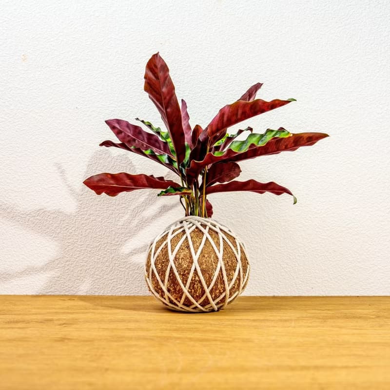 苔球植物 箭羽竹芋苔球 苔玉 禮物 送禮 桌上盆栽