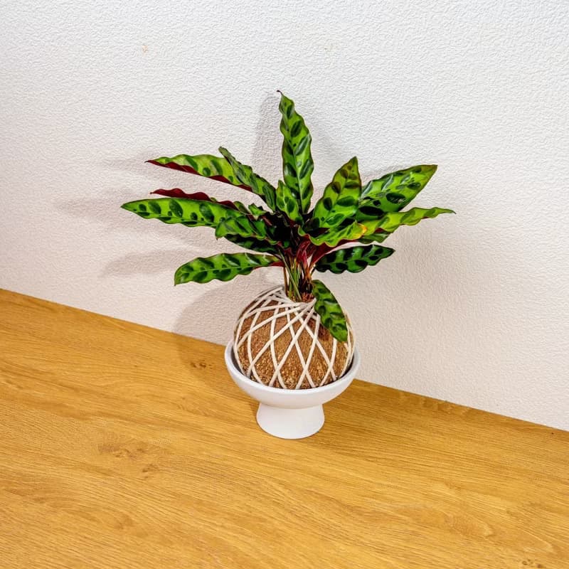 苔球植物 箭羽竹芋苔球 苔玉 禮物 送禮 桌上盆栽