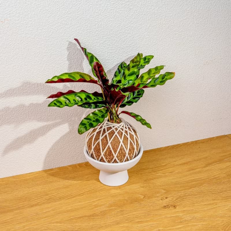 苔球植物 箭羽竹芋苔球 苔玉 禮物 送禮 桌上盆栽