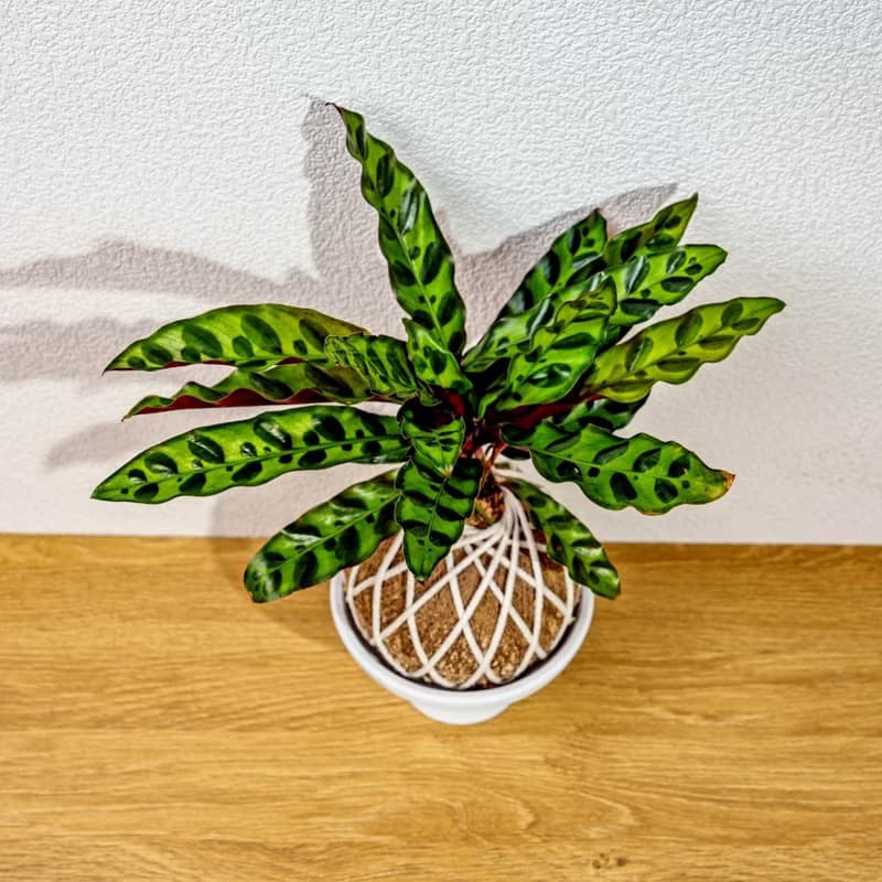 苔球植物 箭羽竹芋苔球 苔玉 禮物 送禮 桌上盆栽