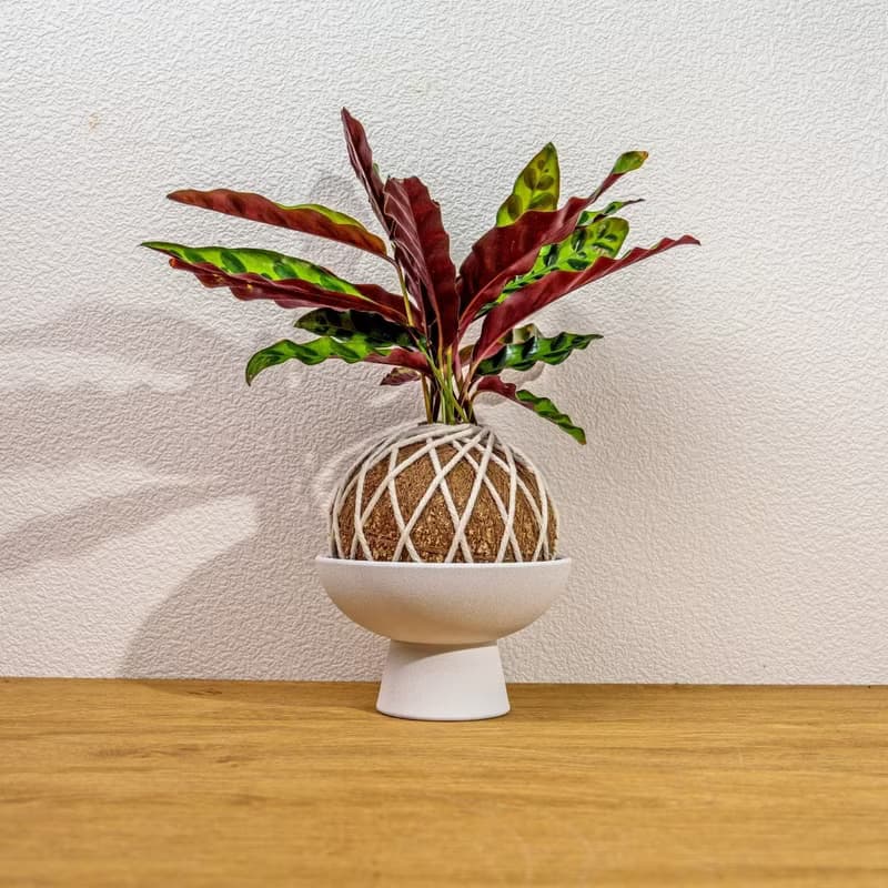 苔球植物 箭羽竹芋苔球 苔玉 禮物 送禮 桌上盆栽