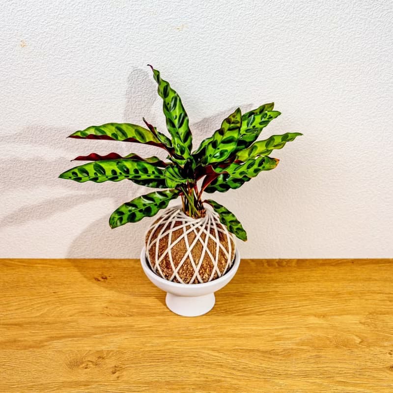 苔球植物 箭羽竹芋苔球 苔玉 禮物 送禮 桌上盆栽