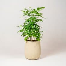 幸福樹 旺旺樹 發財樹 奶白色樹紋落地大盆栽 開幕花盆 觀葉植物