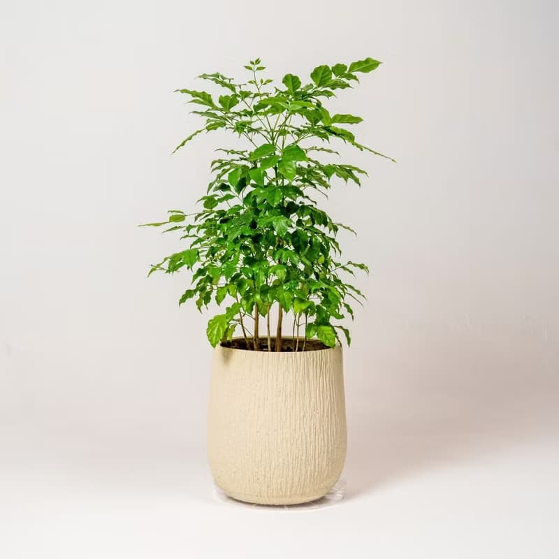 幸福樹 旺旺樹 發財樹 奶白色樹紋落地大盆栽 開幕花盆 觀葉植物