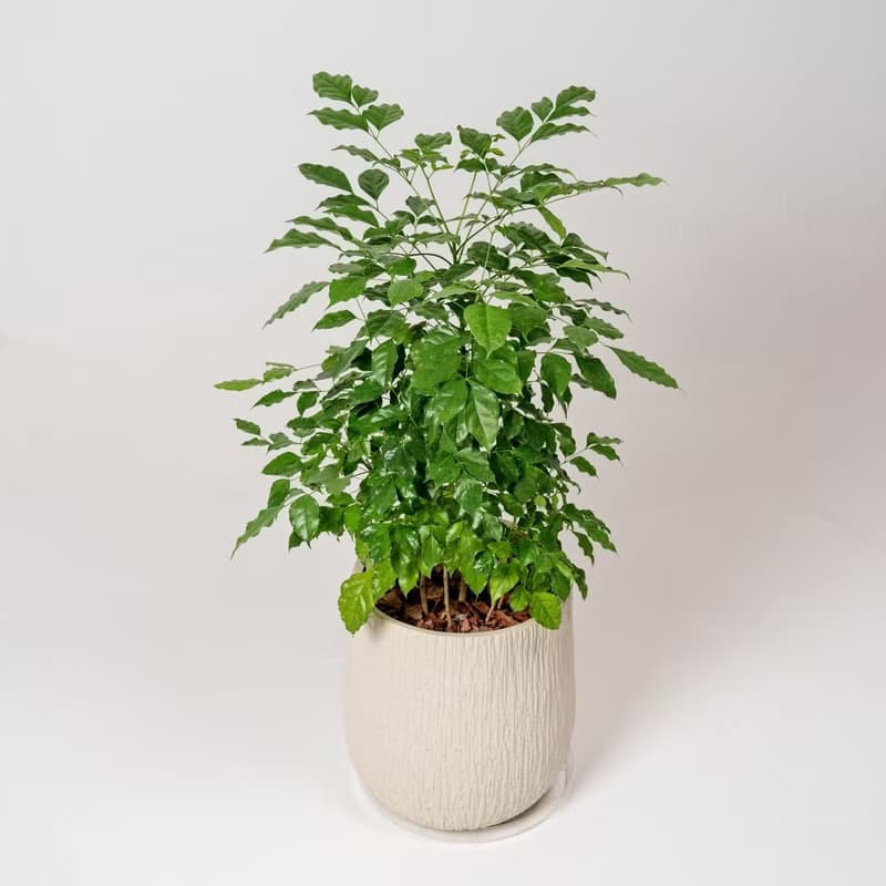 幸福樹 旺旺樹 發財樹 奶白色樹紋落地大盆栽 開幕花盆 觀葉植物