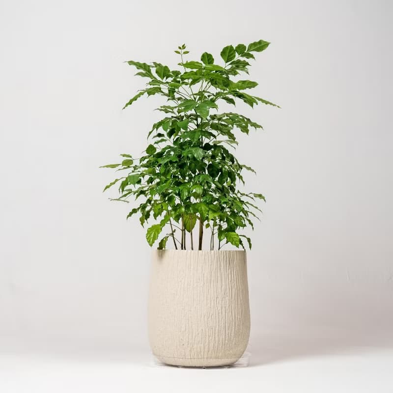幸福樹 旺旺樹 發財樹 奶白色樹紋落地大盆栽 開幕花盆 觀葉植物