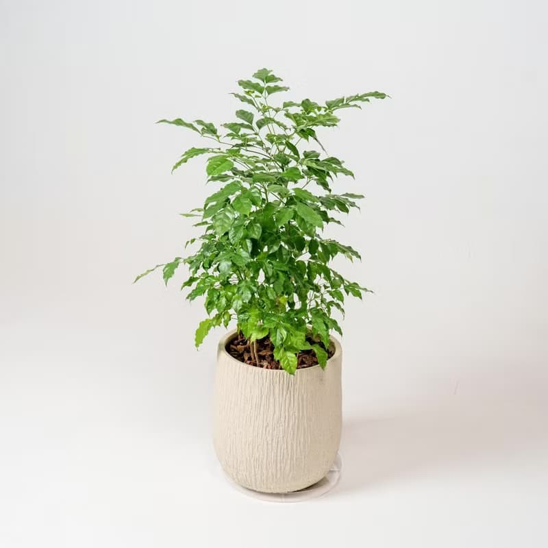 幸福樹 旺旺樹 發財樹 奶白色樹紋落地大盆栽 開幕花盆 觀葉植物