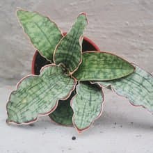 【荳荳多肉】【銀虎】喬遷│送禮│升遷│多肉植物