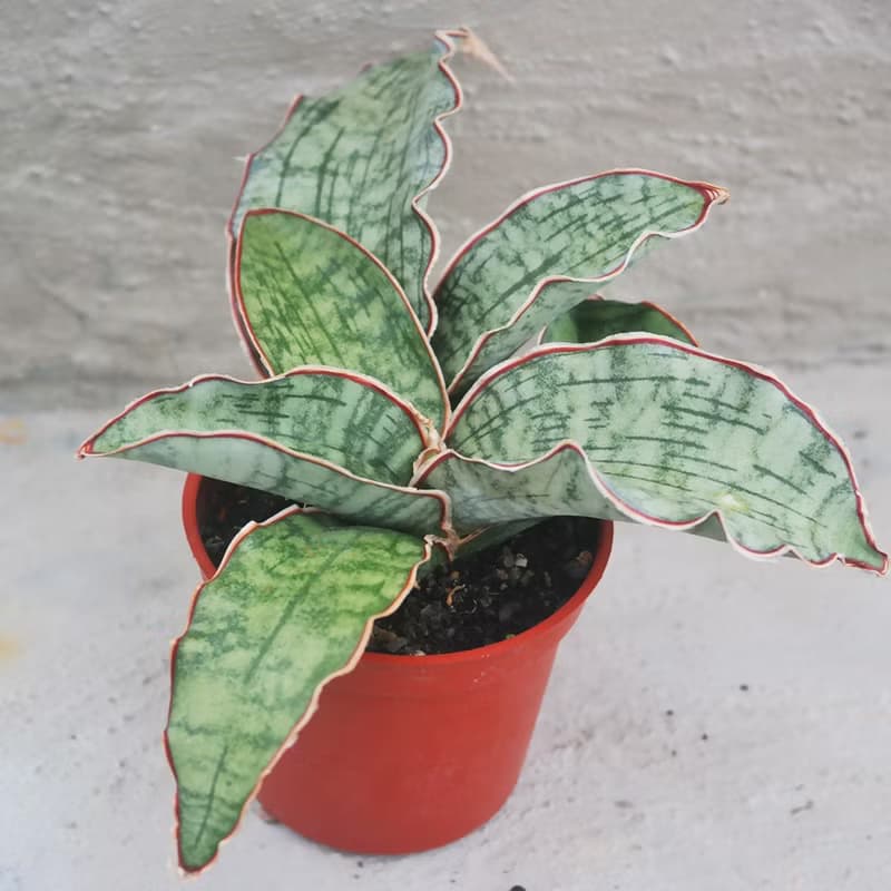 【荳荳多肉】【銀虎】喬遷│送禮│升遷│多肉植物