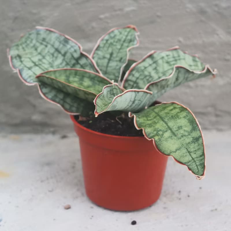 【荳荳多肉】【銀虎】喬遷│送禮│升遷│多肉植物