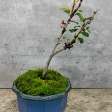 陶盆盆栽一才海棠姬蘋果