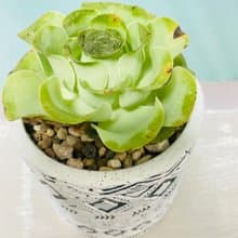 多肉夕洛玫瑰 開幕誌慶 新居落成 升官喬遷 生日禮物