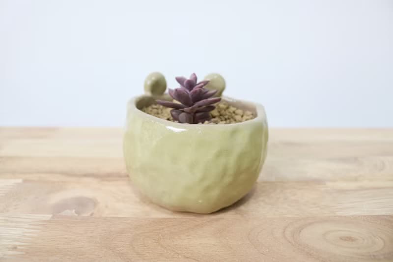 阿囡小熊盆栽