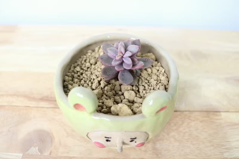 阿囡小熊盆栽