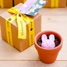Animal Grows~ 小兔造型種子球植栽組 生日禮/感謝禮/畢業禮