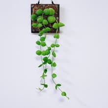 騷包毬蘭│小品植栽│室內植物│窗邊植物│觀葉植物