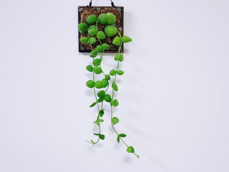 騷包毬蘭│小品植栽│室內植物│窗邊植物│觀葉植物