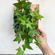 【常春藤(綠)】 交換禮物  植物上板 上板植物 觀葉植物 生日禮物