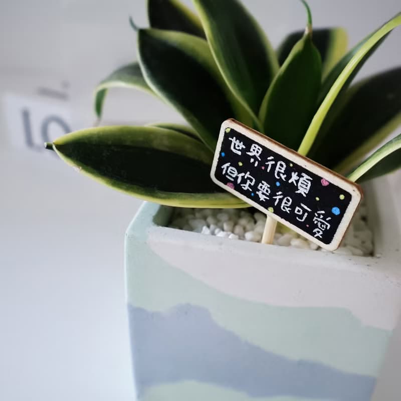 虎尾蘭•藍色珊瑚礁 / 水泥植栽 / 空氣清淨 / 送禮 / 招財 /
