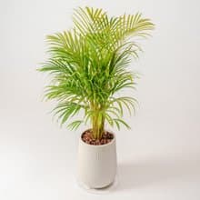 黃椰子 直條紋湛白圓盆 落地盆栽禮 開幕送禮 植栽 辦公室裝飾