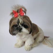 Red bows for girls, toddlers. dolls, small teacup dogs, for Yorkie, Shih tzu