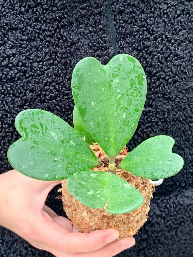 心型毬蘭苔球連架子