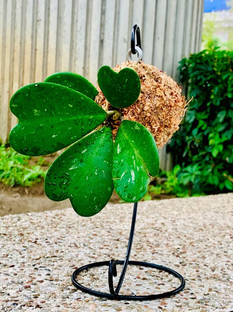 心型毬蘭苔球連架子