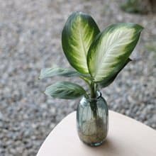 水培植栽│瑪麗安黛粉葉_室內植物 辦公室盆栽  店內擺設