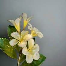 【誕生花燈】10月・雞蛋花。小夜燈。生日禮物