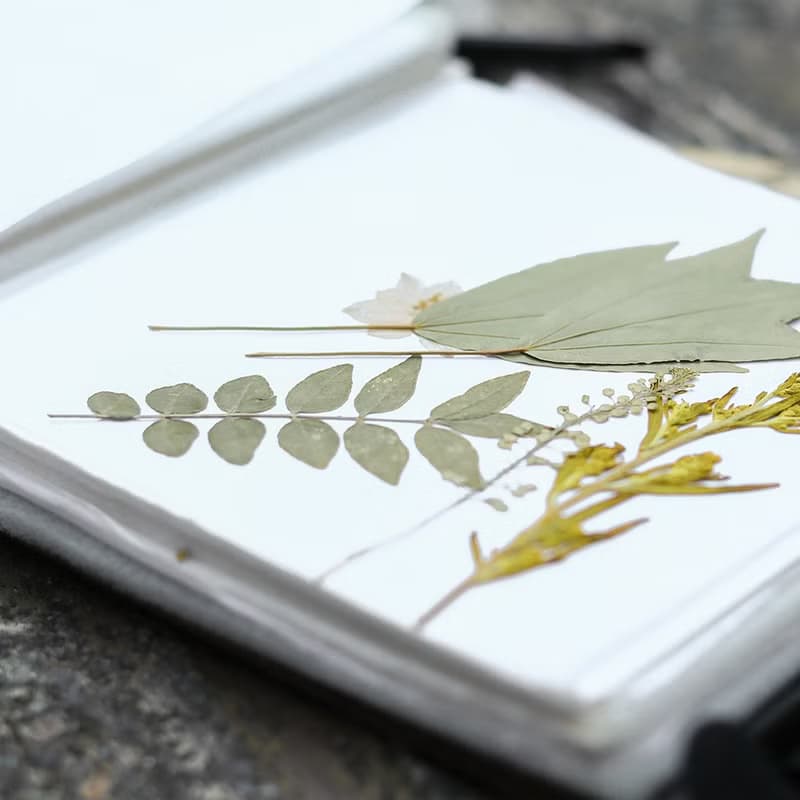 小獵犬號 Henslow慢慢走隨身植物押花套件組