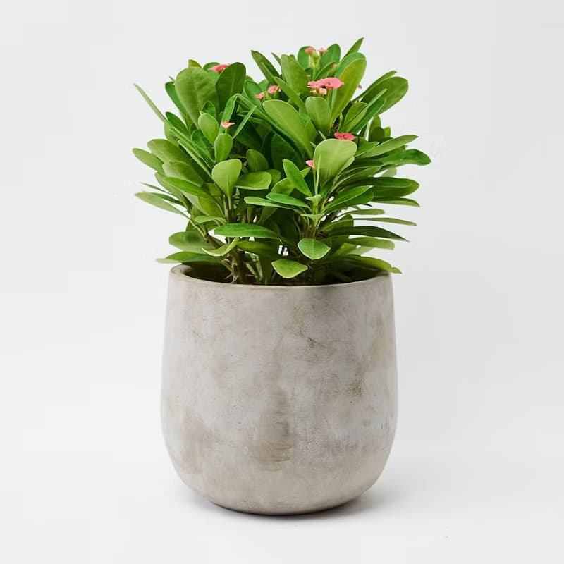 麒麟花 | 花語是守護 母親節限定 送禮首選