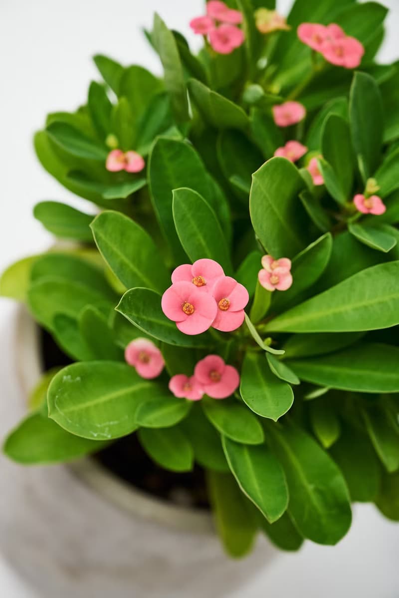 麒麟花 | 花語是守護 母親節限定 送禮首選