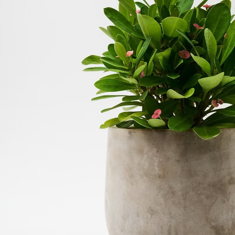 麒麟花 | 花語是守護 母親節限定 送禮首選