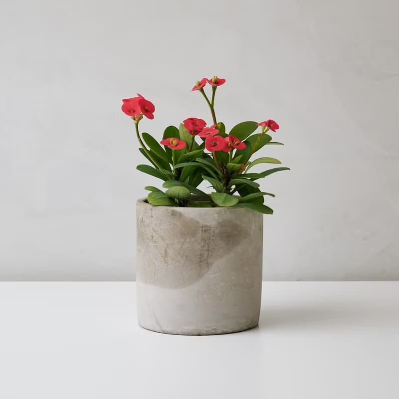 麒麟花 | 花語是守護 母親節限定 送禮首選