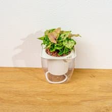 聖誕合果芋 免澆水方形盆栽 室內植物 觀葉植物 禮物 盆栽 辦公室