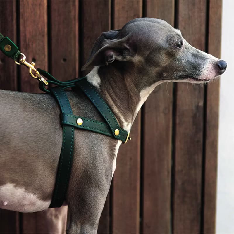 Classic Pet Harness, Soft genuine leather, Lightweight Small Dog Cat harness