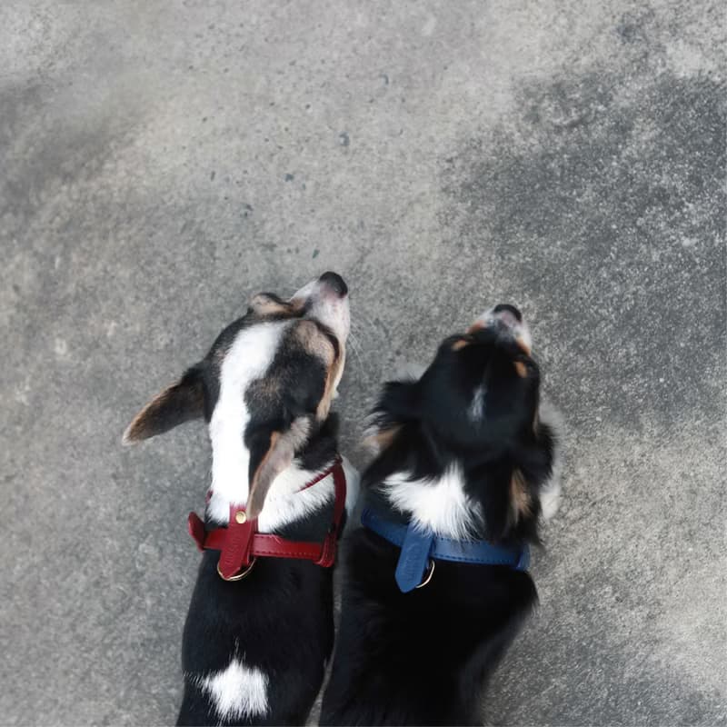Classic Pet Harness, Soft genuine leather, Lightweight Small Dog Cat harness